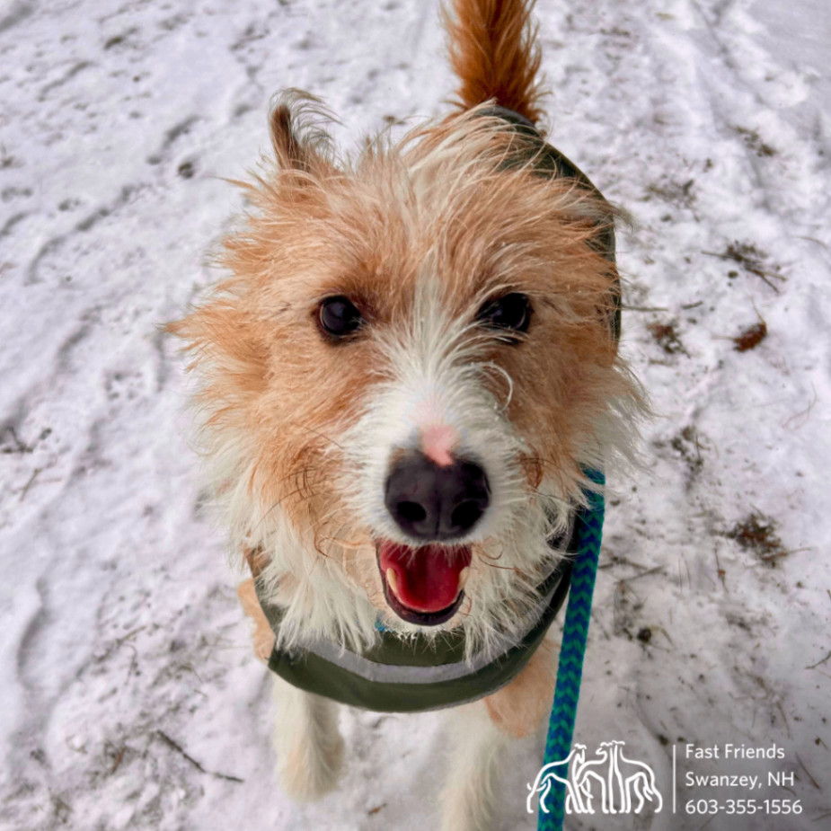 Scooby, an adoptable Portuguese Podengo in Swanzey, NH, 03446 | Photo Image 1