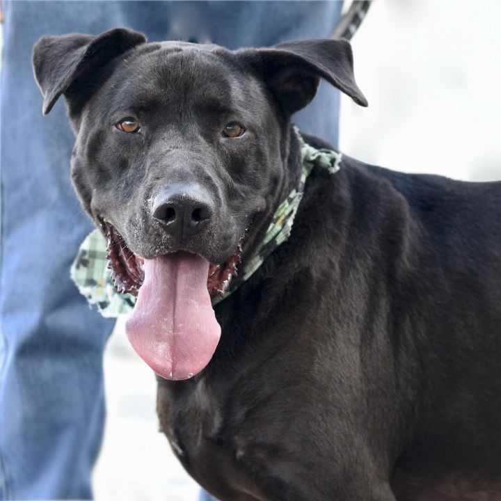 Black lab mixed store with great dane