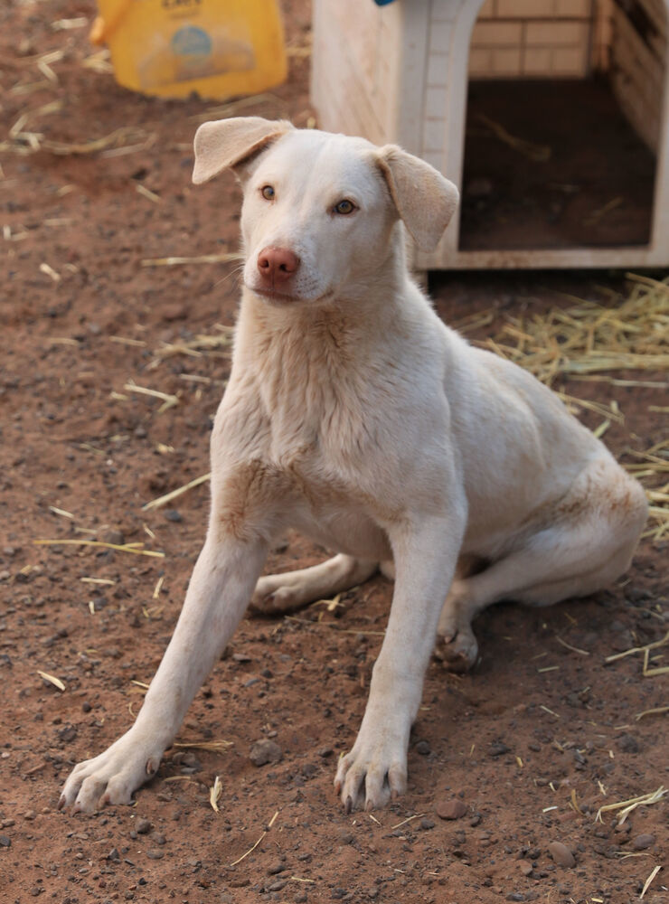 Splendo, an adoptable Mixed Breed in Page, AZ, 86040 | Photo Image 2