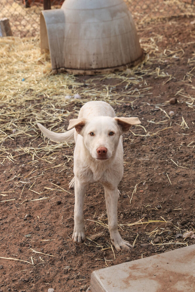 Splendo, an adoptable Mixed Breed in Page, AZ, 86040 | Photo Image 3