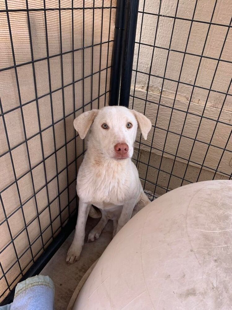 Splendo, an adoptable Mixed Breed in Page, AZ, 86040 | Photo Image 4