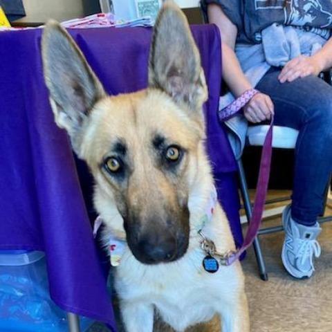 Dog For Adoption Amber A German Shepherd Dog In Tulsa Ok Petfinder