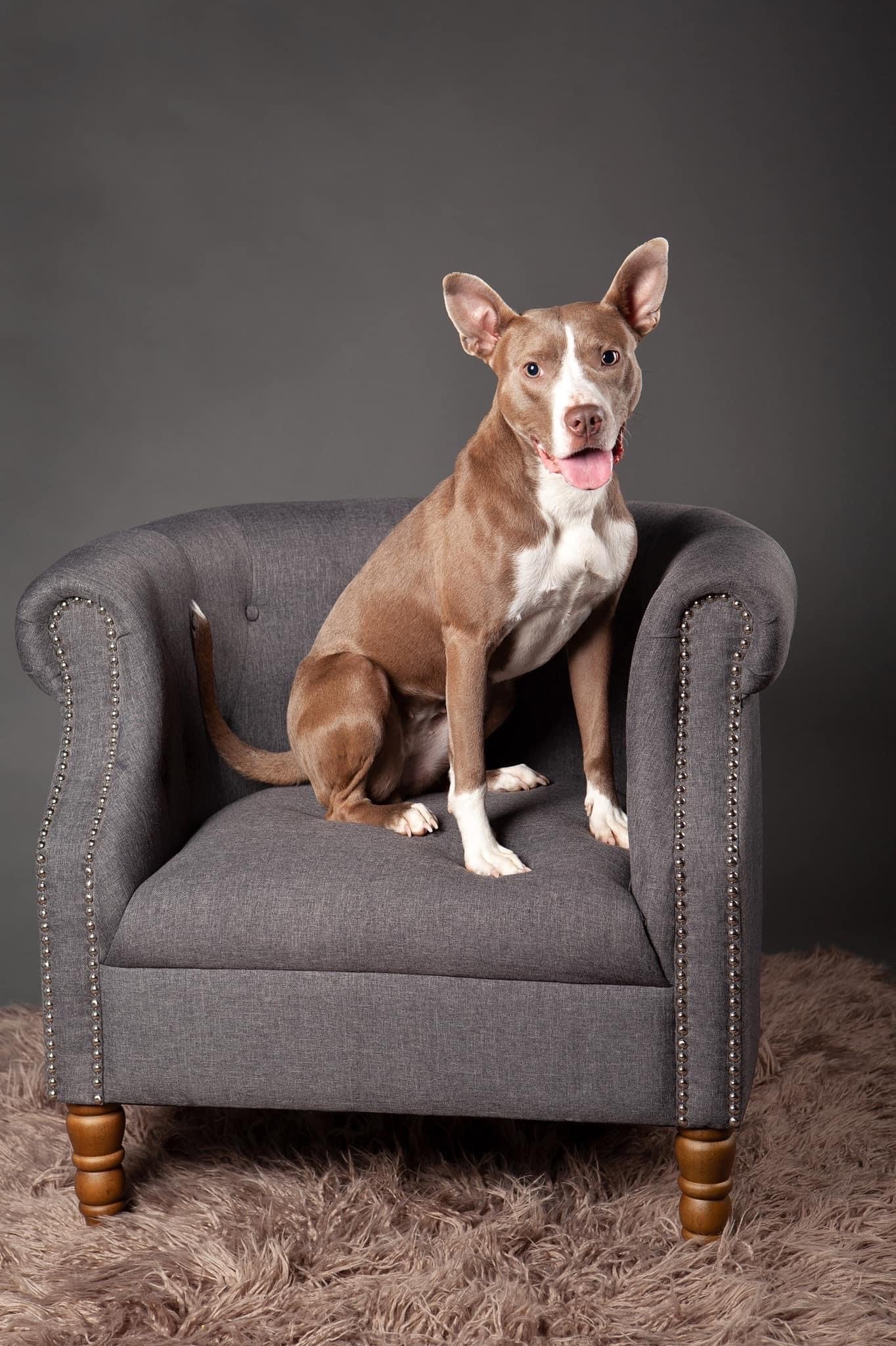 Cali, an adoptable Pit Bull Terrier in Rochester, NY, 14626 | Photo Image 1