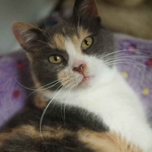 Olivia, an adopted Domestic Short Hair in Naperville, IL_image-1