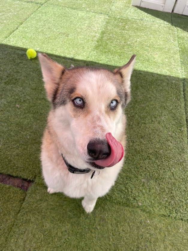 Angel , an adoptable Husky Mix in Colorado Springs, CO_image-6