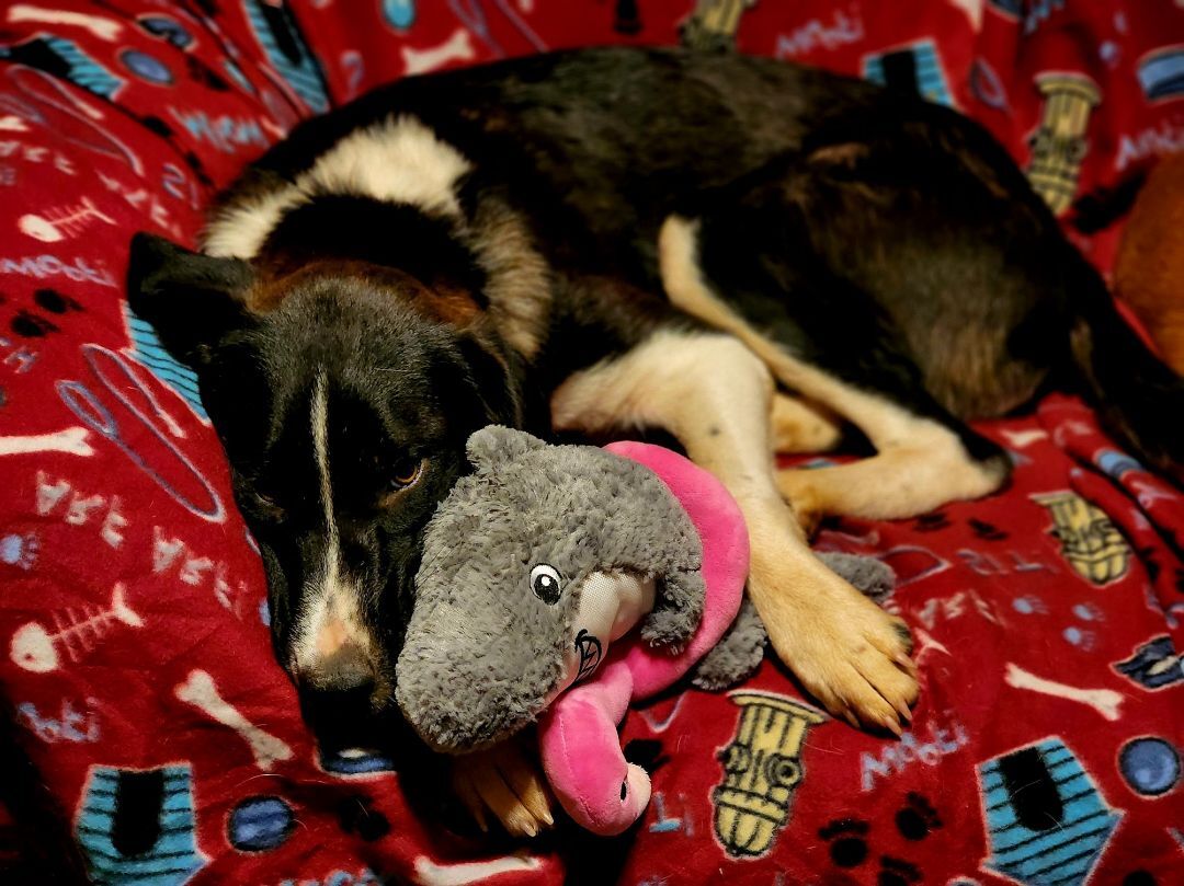 Elka, an adoptable German Shepherd Dog, Great Pyrenees in Brownwood, TX, 76801 | Photo Image 3