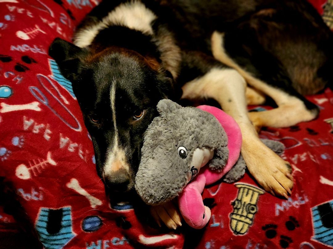 Elka, an adoptable German Shepherd Dog, Great Pyrenees in Brownwood, TX, 76801 | Photo Image 4