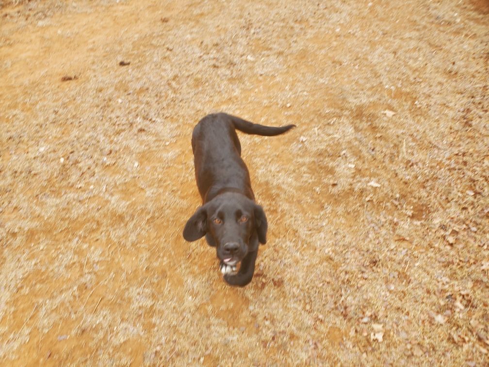 Rose, an adoptable German Shepherd Dog, Great Pyrenees in Brownwood, TX, 76801 | Photo Image 2