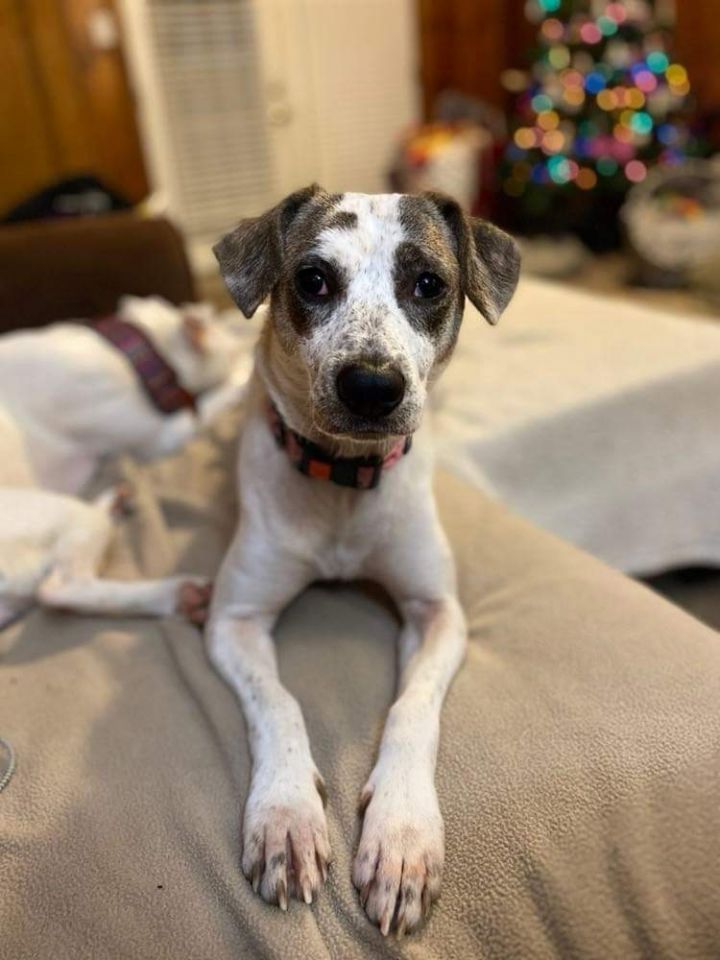 jack russell australian cattle dog mix