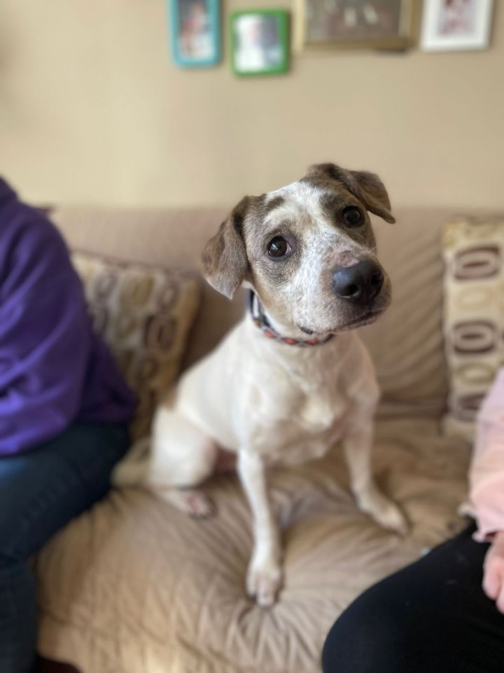 jack russell australian cattle dog mix