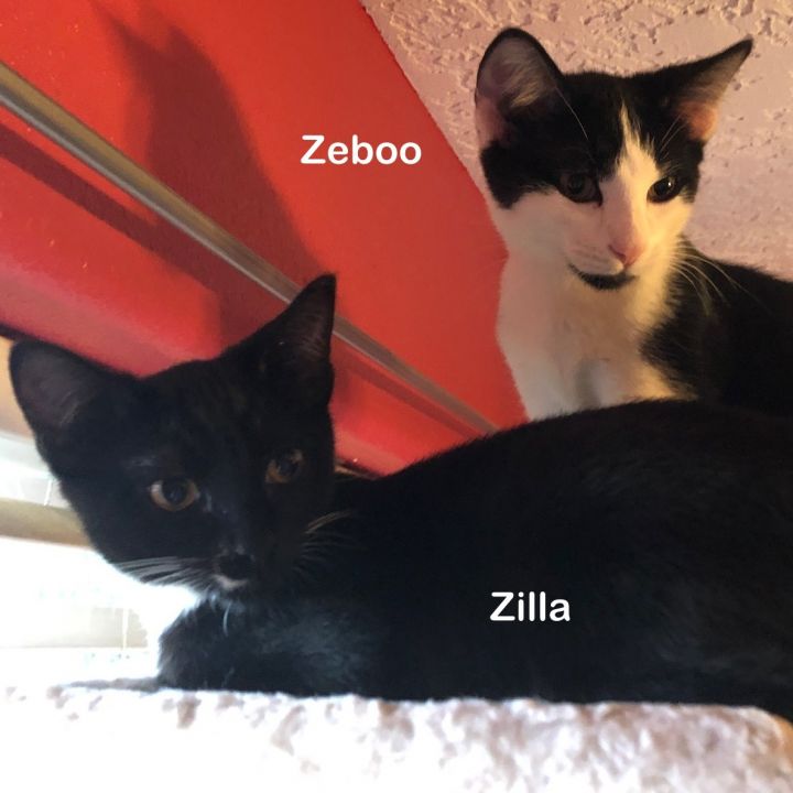 Zeboo 2