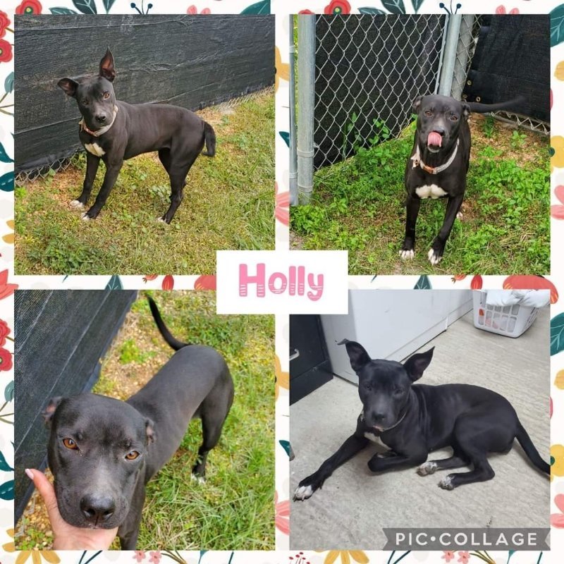 Holly