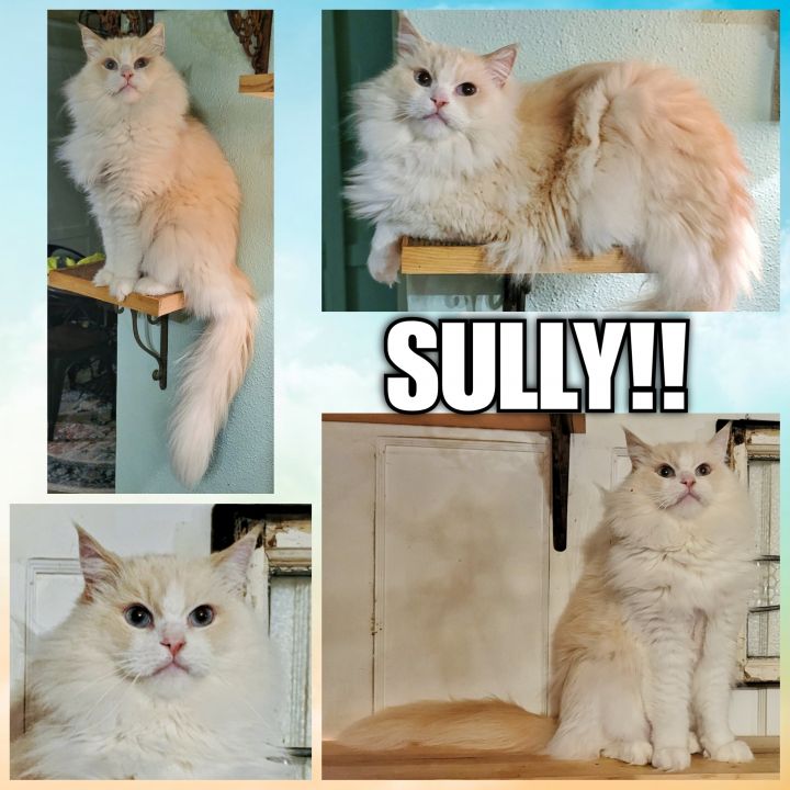 Sully, an adopted Ragamuffin & Ragdoll Mix in Converse, TX_image-5