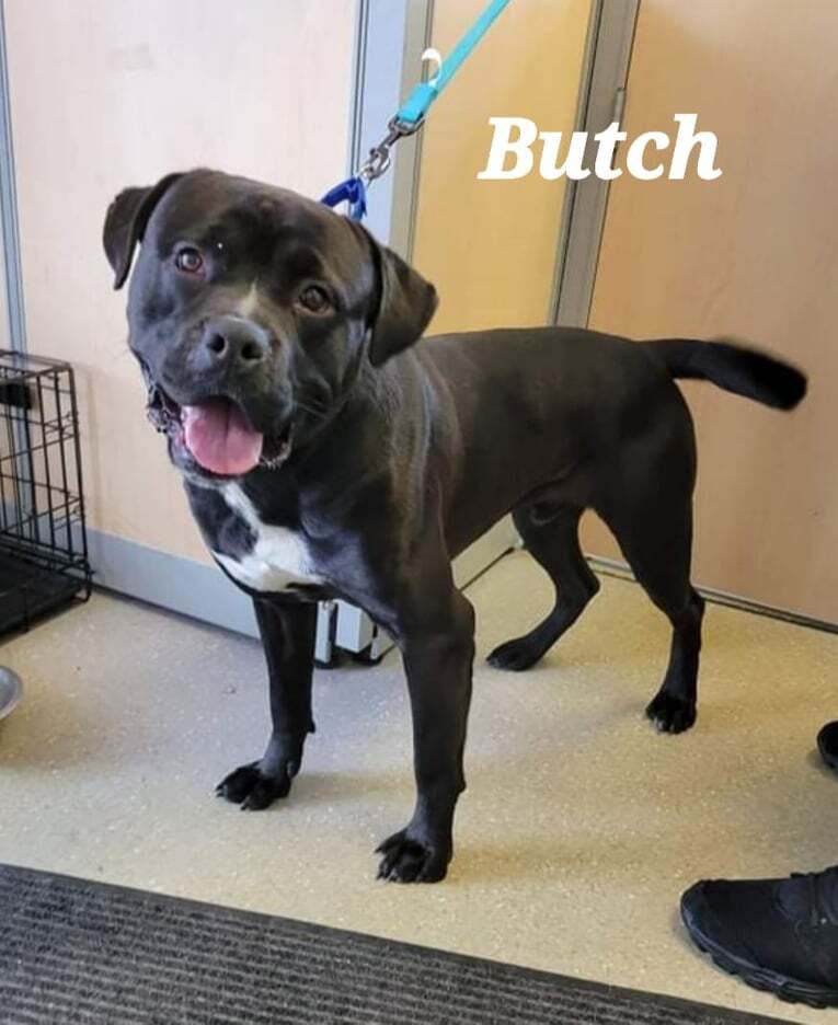 Butch