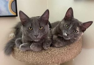 Rose & Cooper (bonded pair)