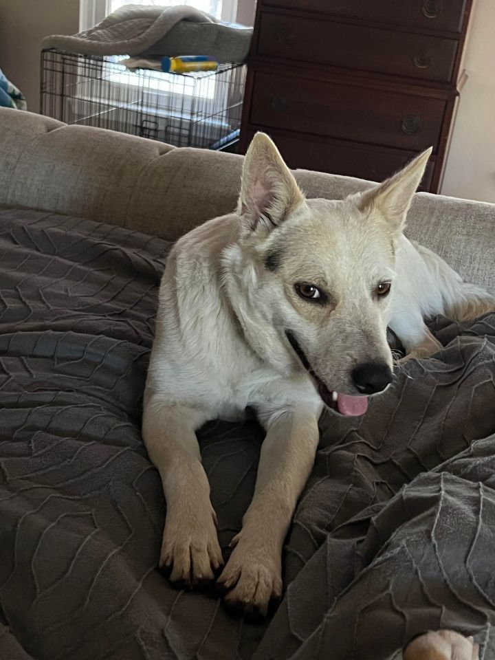 canaan dog mix