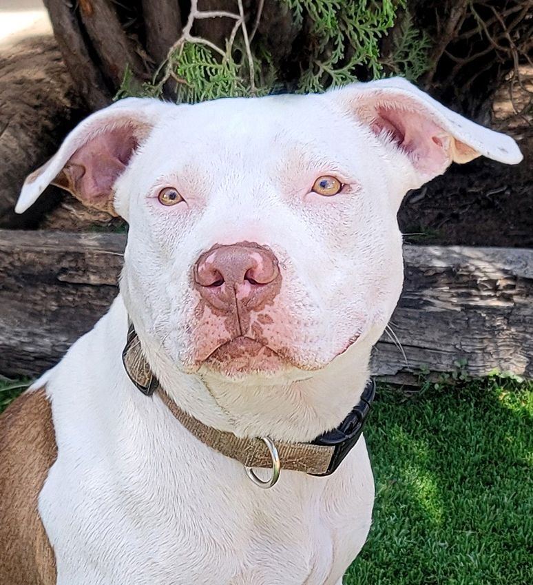 Pretty Peggy Sue, an adoptable American Staffordshire Terrier in Albuquerque, NM, 87184 | Photo Image 1