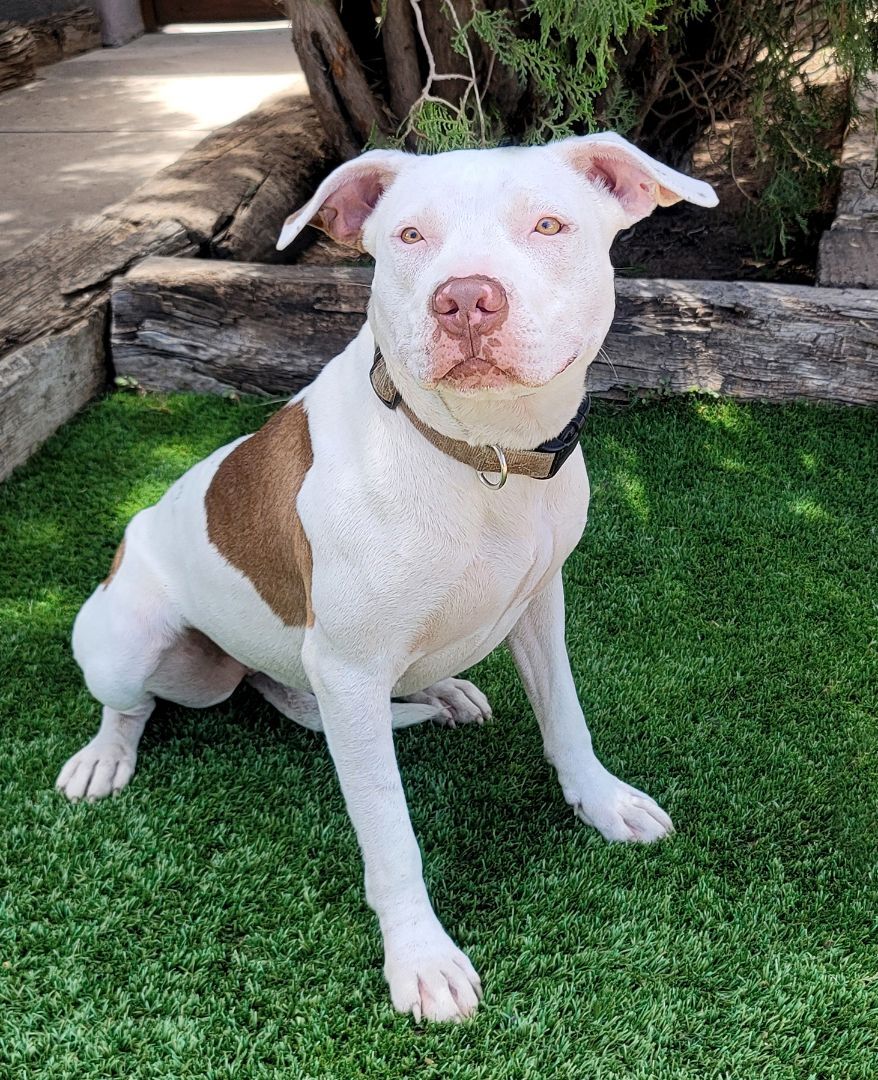 Pretty Peggy Sue, an adoptable American Staffordshire Terrier in Albuquerque, NM, 87184 | Photo Image 2