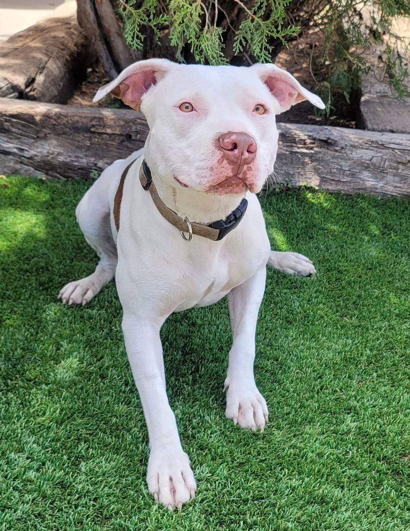 Pretty Peggy Sue, an adoptable American Staffordshire Terrier in Albuquerque, NM, 87184 | Photo Image 3