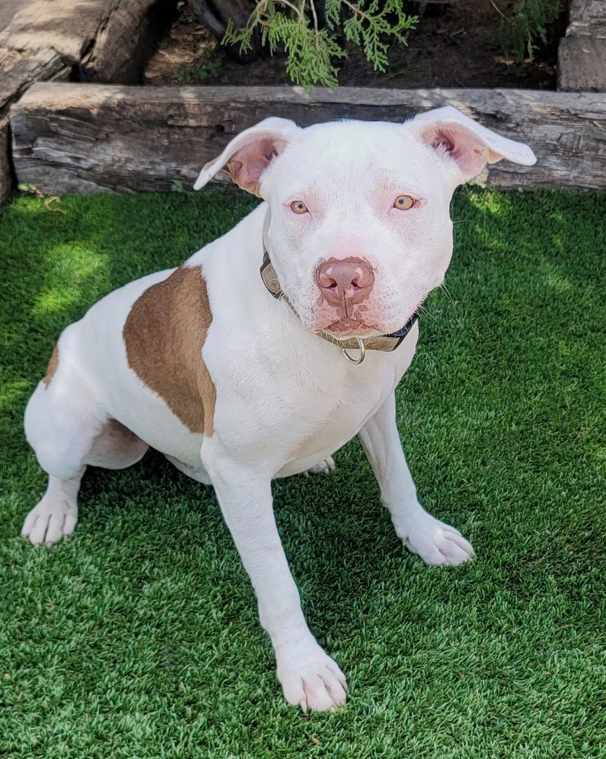 Pretty Peggy Sue, an adoptable American Staffordshire Terrier in Albuquerque, NM, 87184 | Photo Image 4