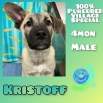 Kristoff, an adopted Border Collie & Shepherd Mix in Anchorage, AK_image-1
