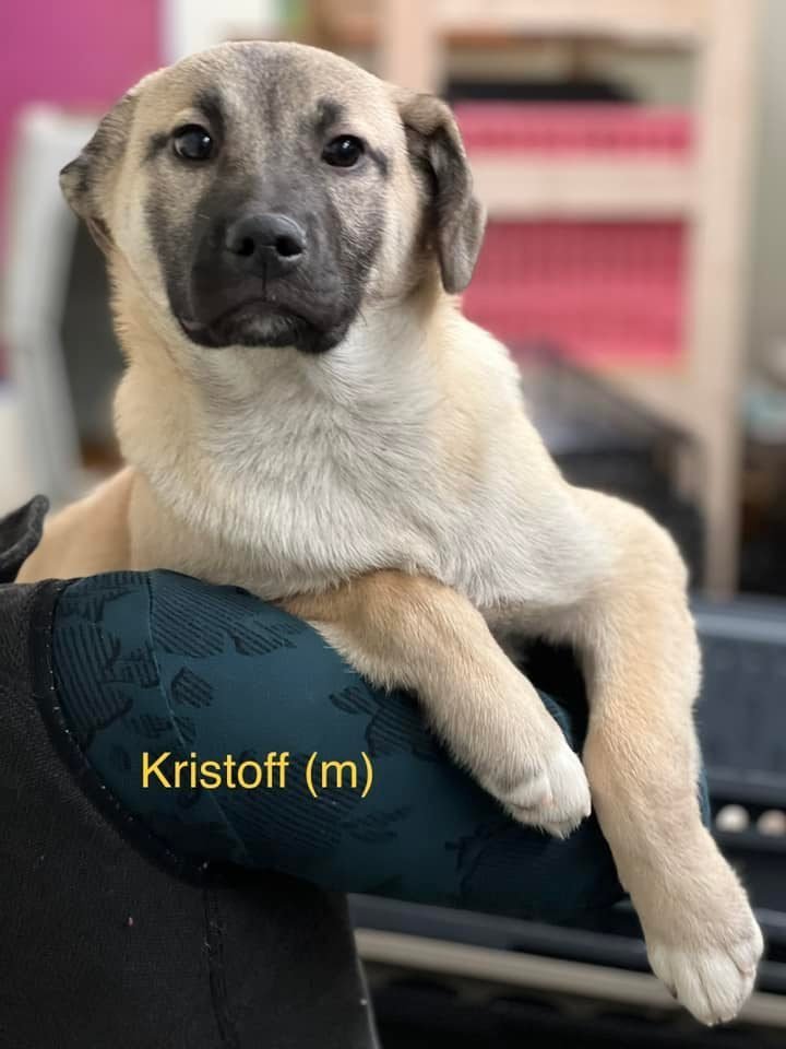 Kristoff, an adopted Border Collie & Shepherd Mix in Anchorage, AK_image-2