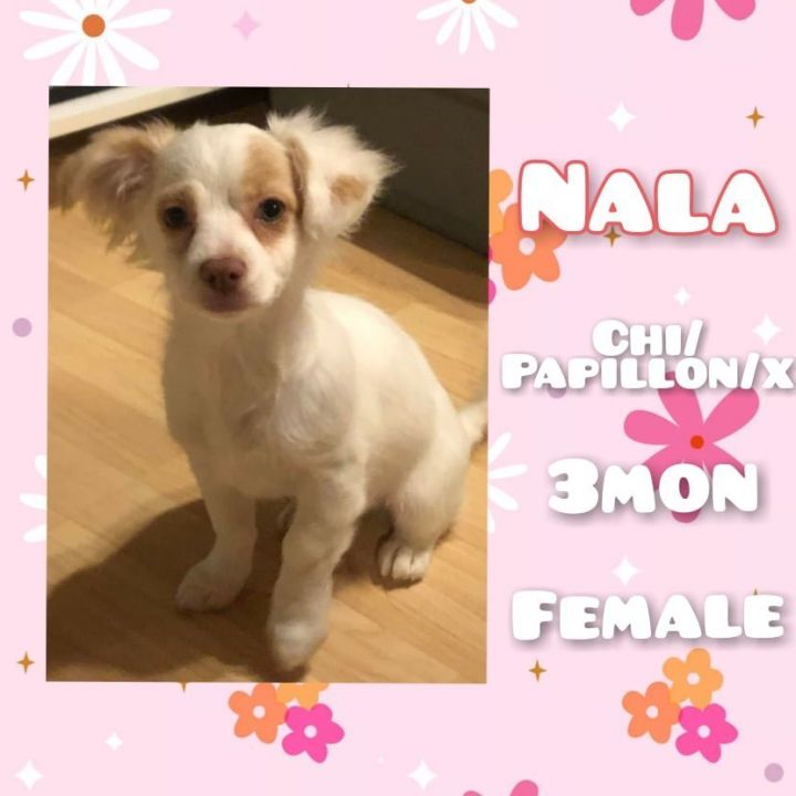 Nala, an adopted Chihuahua & Papillon Mix in Anchorage, AK_image-1