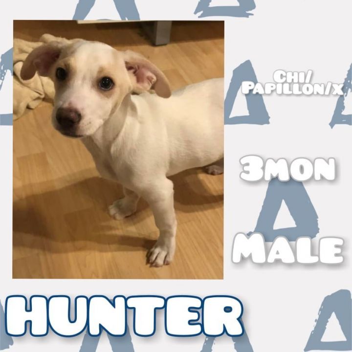 Hunter, an adopted Chihuahua & Papillon Mix in Anchorage, AK_image-1