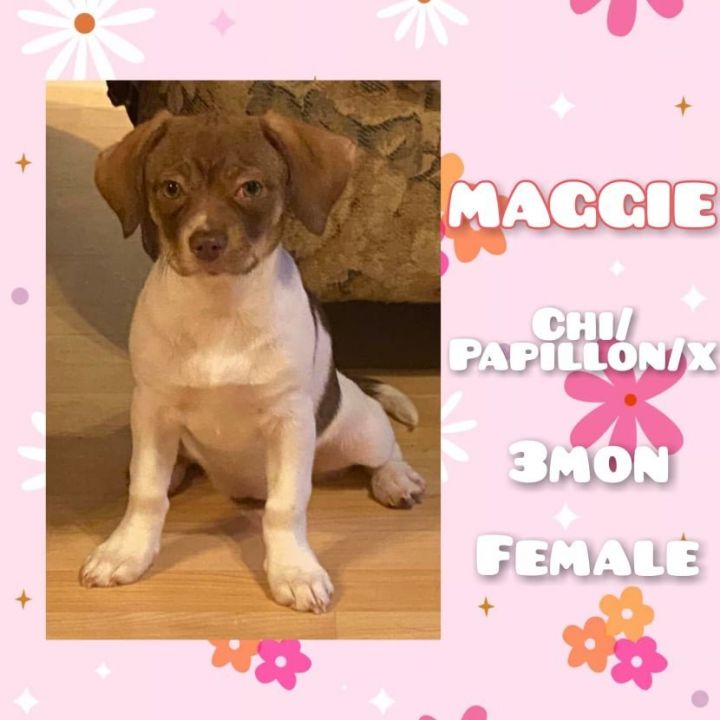 Maggie, an adopted Chihuahua & Papillon Mix in Anchorage, AK_image-1