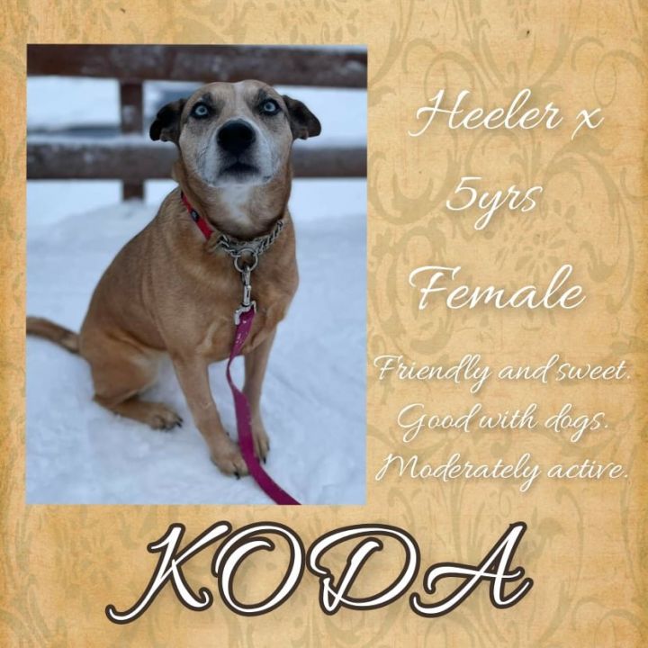 Koda, an adopted Australian Cattle Dog / Blue Heeler Mix in Anchorage, AK_image-1