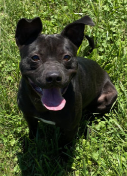 Marvel, an adoptable American Staffordshire Terrier in Sistersville, WV, 26175 | Photo Image 1