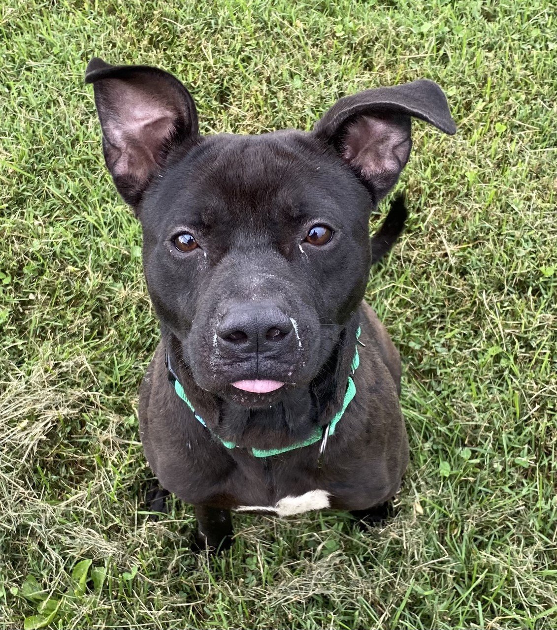 Marvel, an adoptable American Staffordshire Terrier in Sistersville, WV, 26175 | Photo Image 2