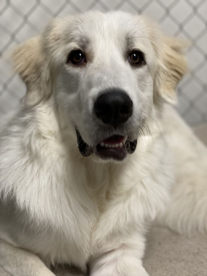 Freyja, an adopted Great Pyrenees in Saint Louis, MO_image-1