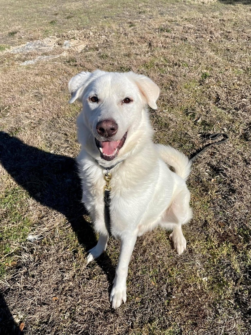 Til meditation Smøre protektor Dog for adoption - Suki, an Akbash & Great Pyrenees Mix in Georgetown, TX |  Petfinder