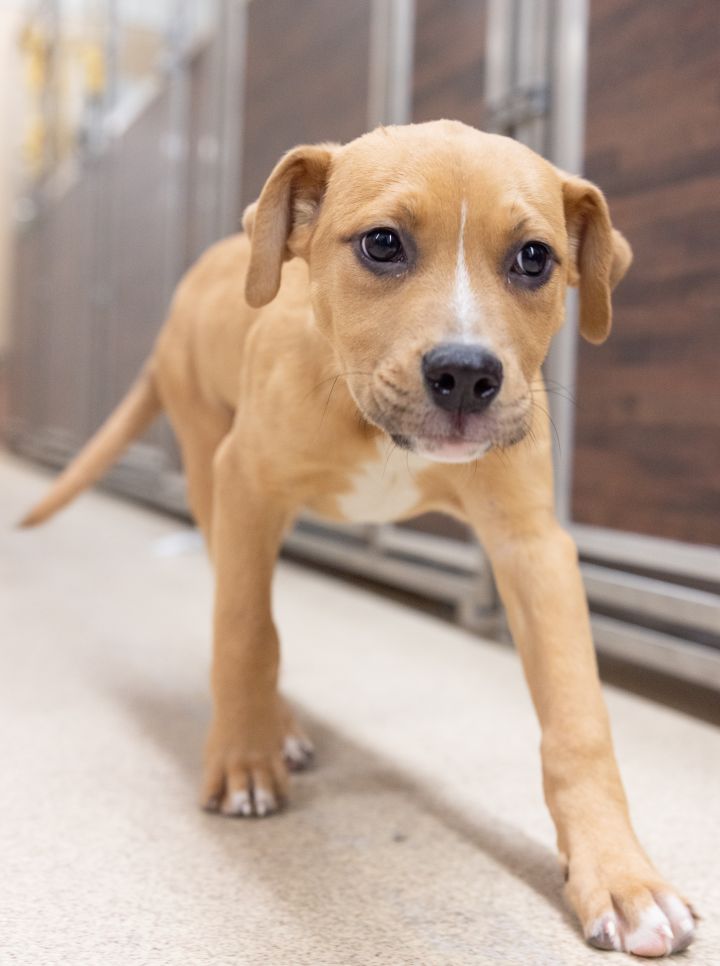 Newt, an adopted Labrador Retriever & Pit Bull Terrier Mix in Naperville, IL_image-3