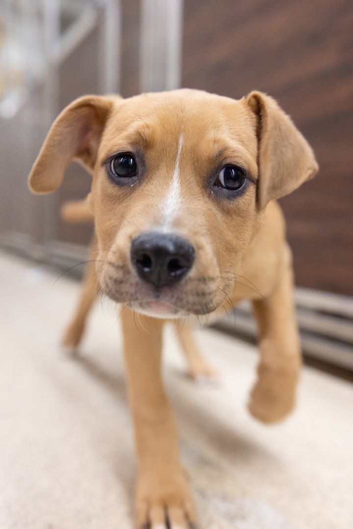 Newt, an adopted Labrador Retriever & Pit Bull Terrier Mix in Naperville, IL_image-5