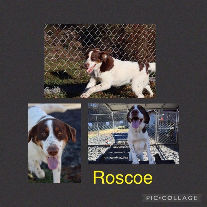Roscoe 2