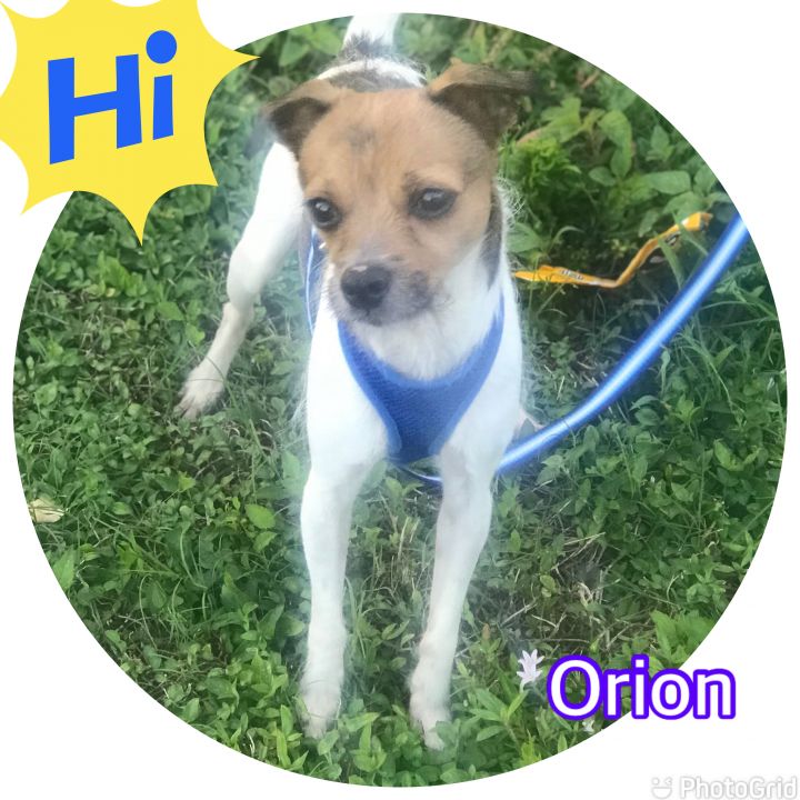 Orion, an adoptable Jack Russell Terrier & Terrier Mix in Hollywood, FL_image-1