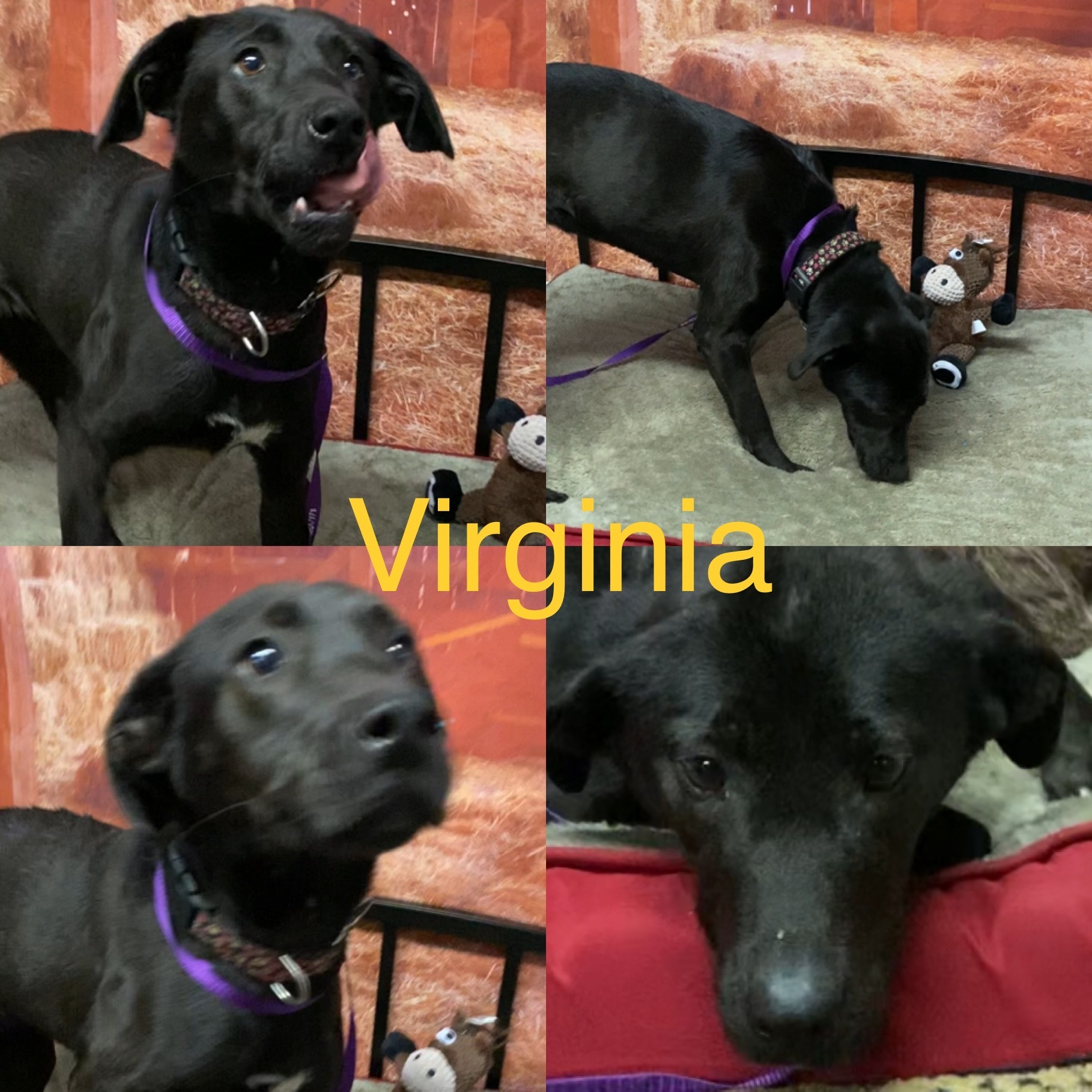 Virginia