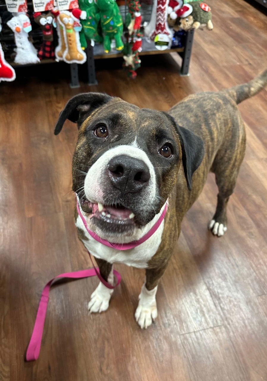 Hercules, an adoptable Mastiff in Jackson, MS, 39213 | Photo Image 1