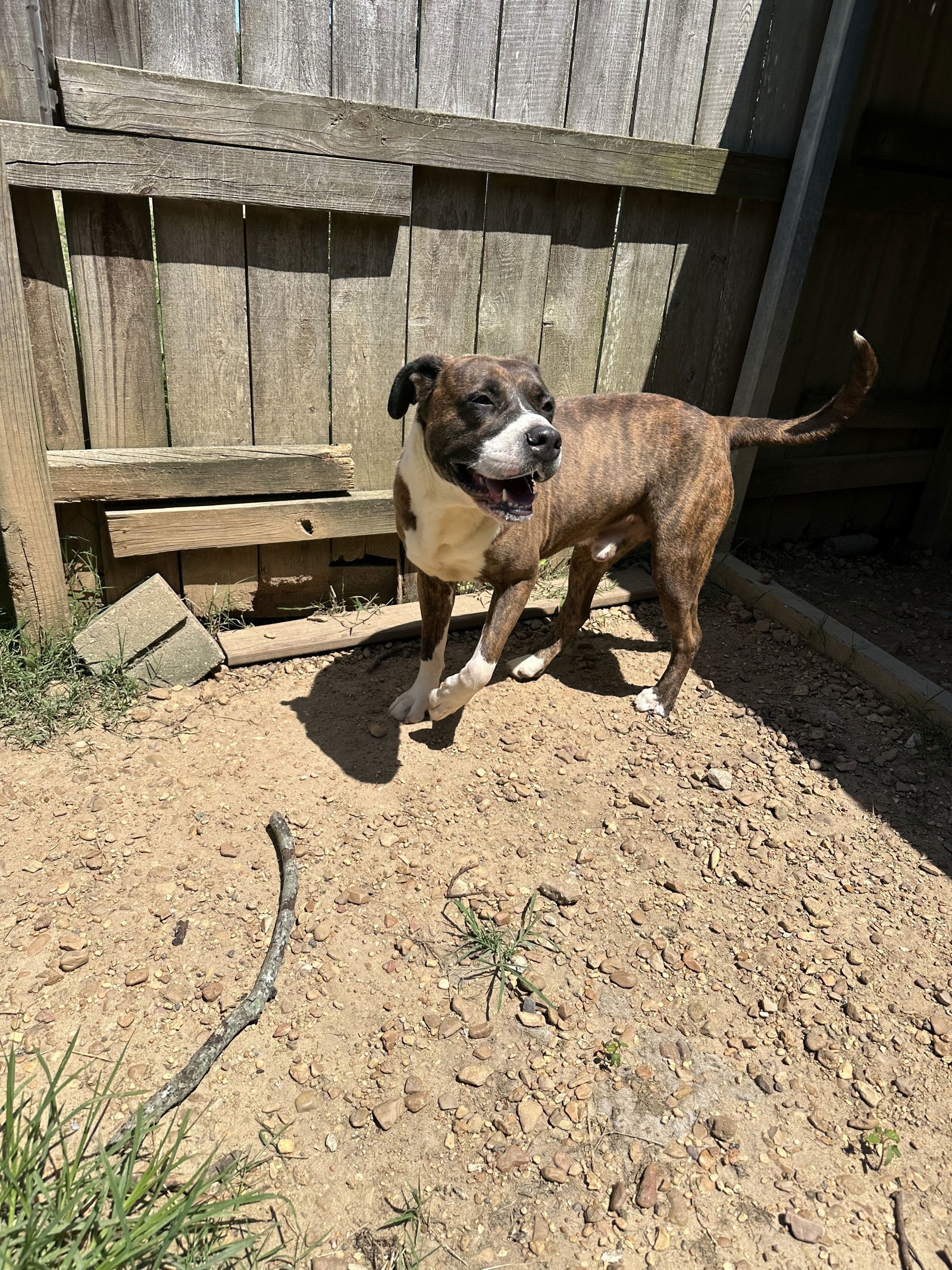 Hercules, an adoptable Mastiff in Jackson, MS, 39213 | Photo Image 2