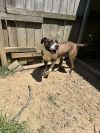 Hercules photo 2