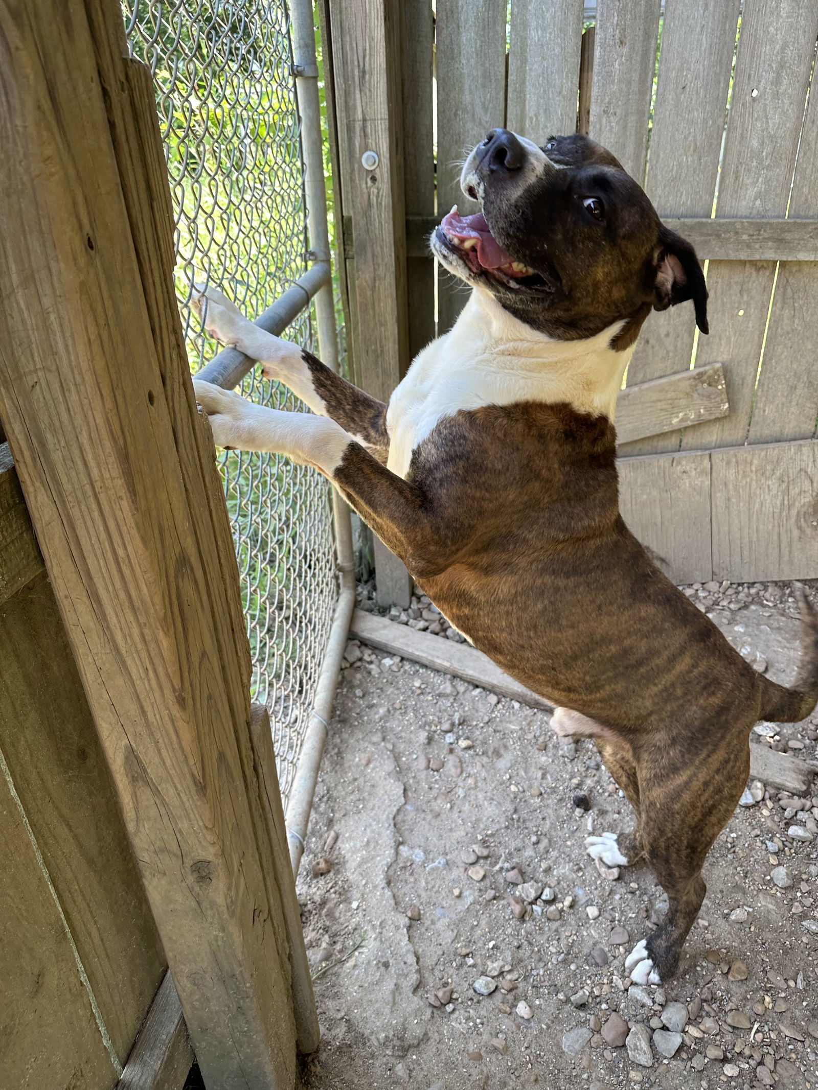 Hercules, an adoptable Mastiff in Jackson, MS, 39213 | Photo Image 3