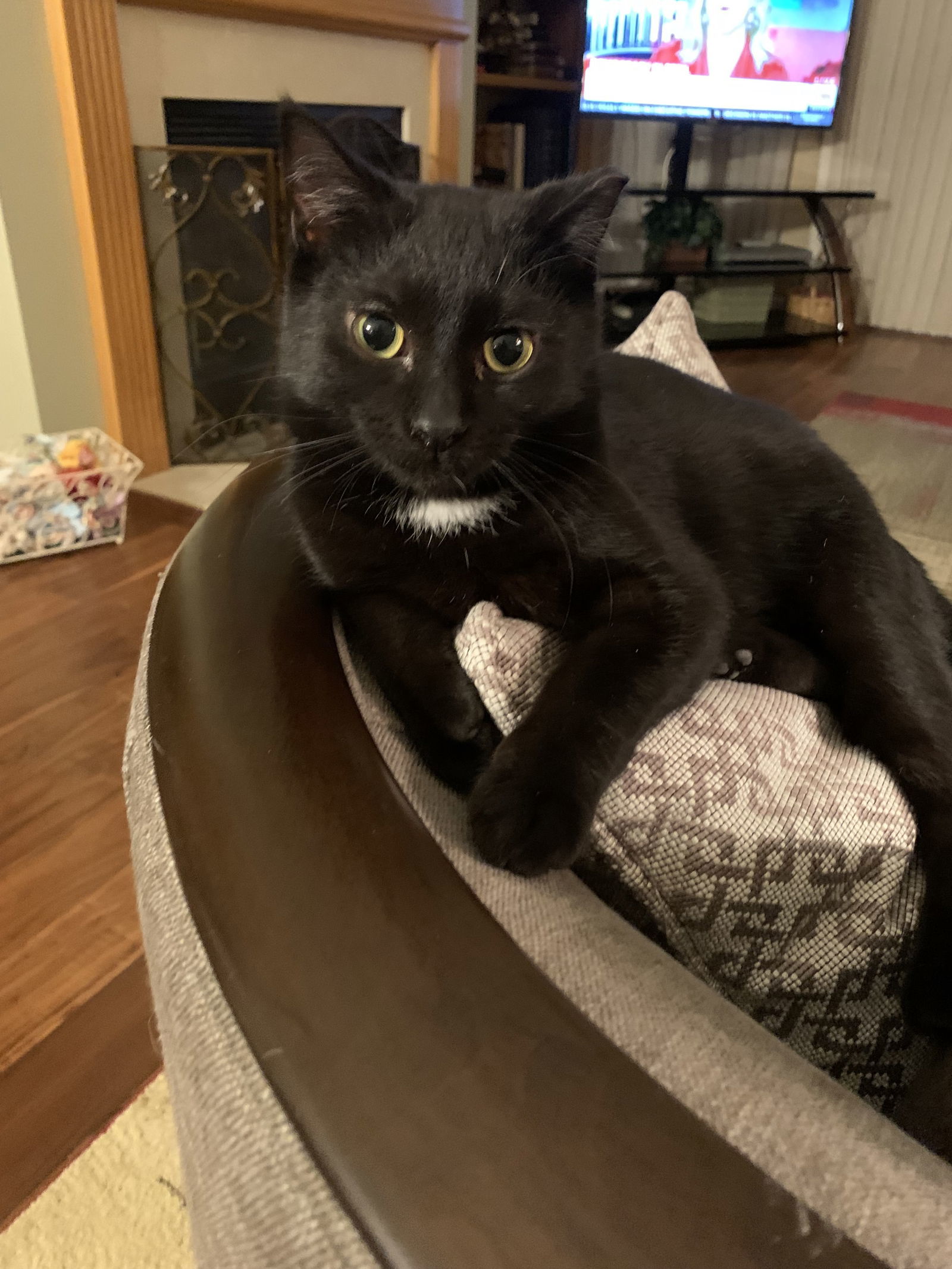 Mercury, an adoptable Domestic Short Hair in Eureka, MO, 63025 | Photo Image 2