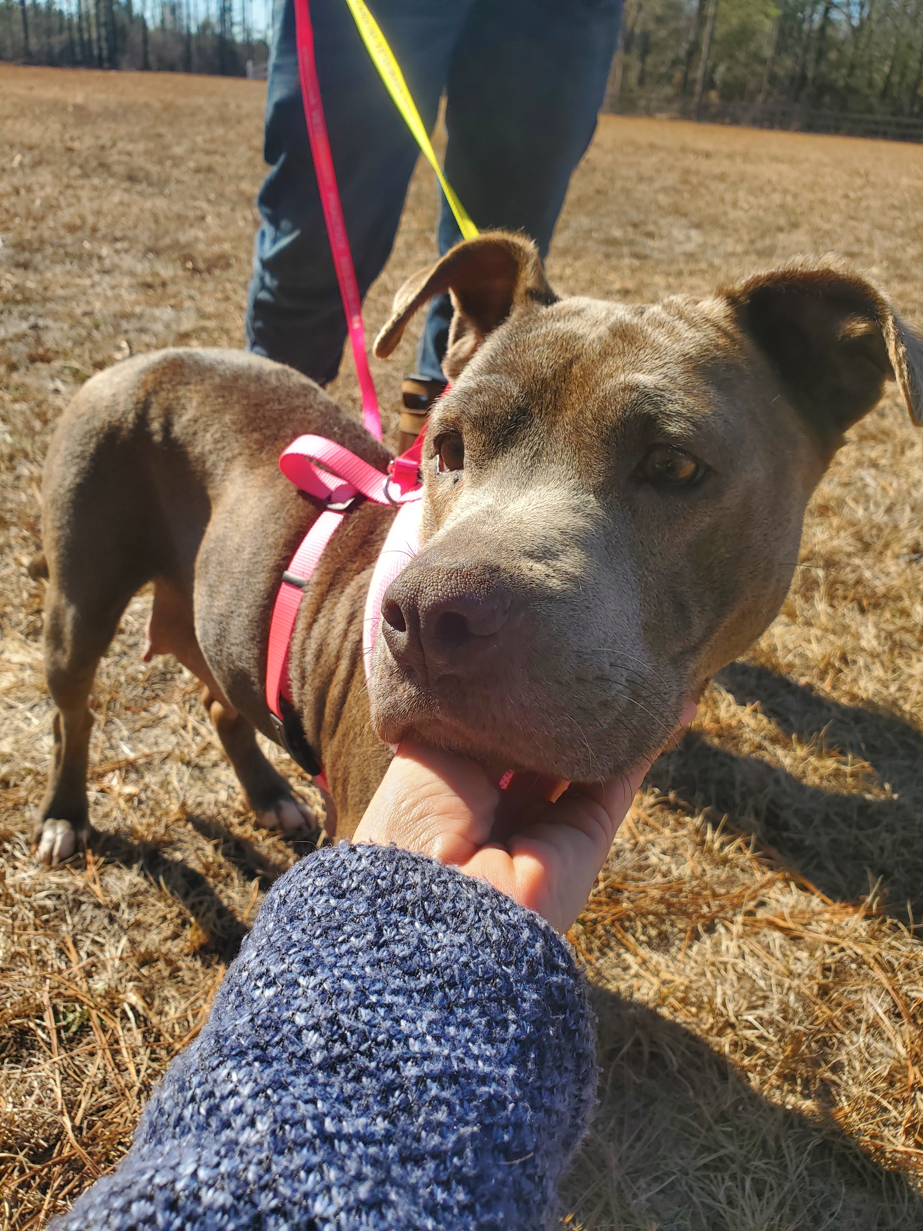 Seven, an adoptable Pit Bull Terrier, Mixed Breed in Orangeburg, SC, 29116 | Photo Image 2
