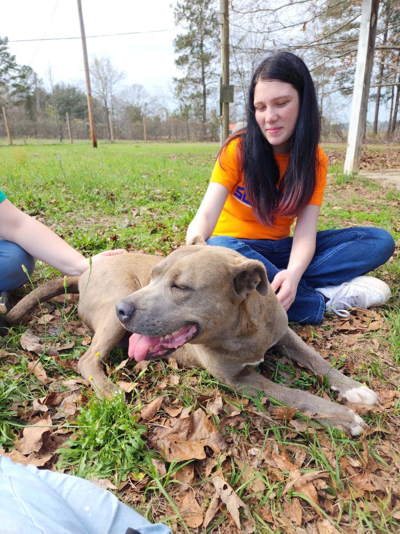 Seven, an adoptable Pit Bull Terrier, Mixed Breed in Orangeburg, SC, 29116 | Photo Image 5