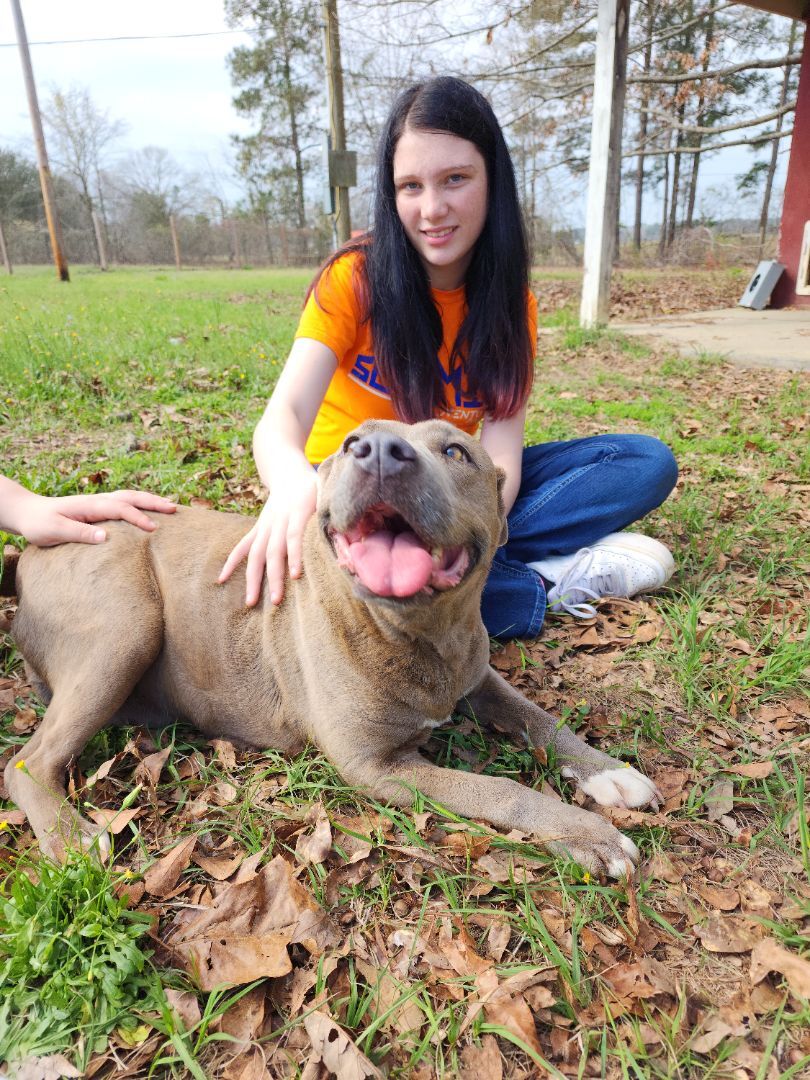 Seven, an adoptable Pit Bull Terrier, Mixed Breed in Orangeburg, SC, 29116 | Photo Image 1