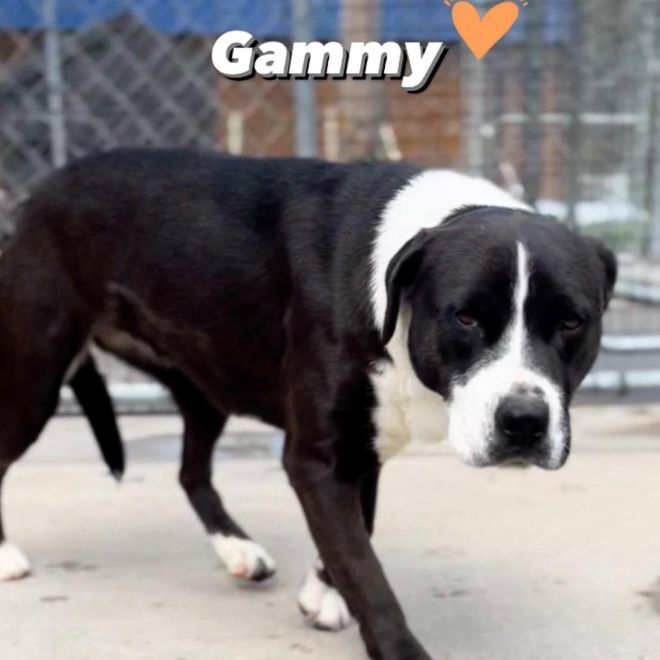 Gammy, an adoptable Boxer in Portsmouth, OH, 45662 | Photo Image 1