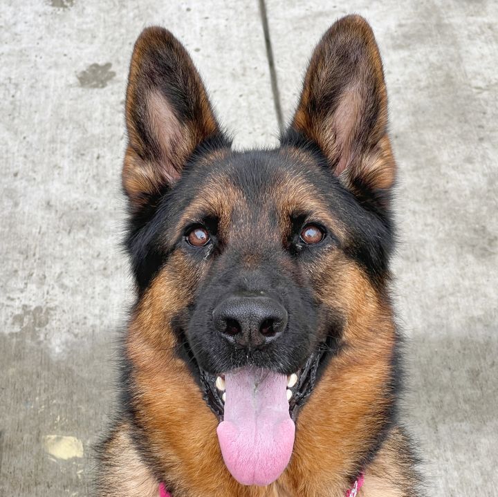 Apollo  ***URGENT***, an adopted German Shepherd Dog Mix in Berkeley, CA_image-1