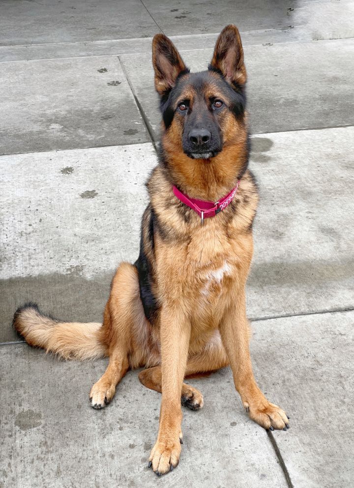 Apollo  ***URGENT***, an adopted German Shepherd Dog Mix in Berkeley, CA_image-4